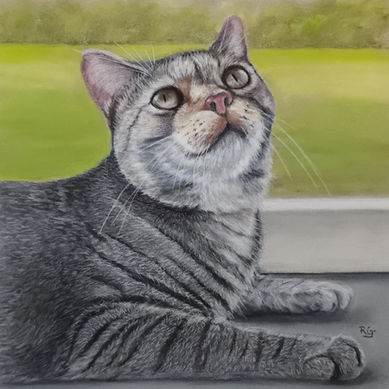 pastel drawing, pastel cat, cat painting 