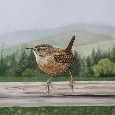 Mountain Carolina Wren