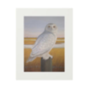 Fine Art Giclée Print (with matt frame) Snowy Owl
