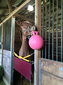 Enjoying the jolly ball!