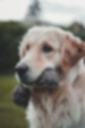tamas-tokos-63sFfqvV_ZE-unsplash - Copy.jpg