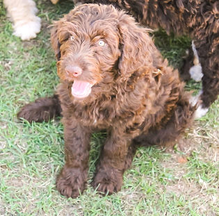Pioneer Poodle and Doodle Puppy Breeder in Pioneer, OK
