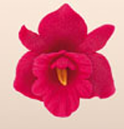 Thumbnail: Pink orchid cake decoration