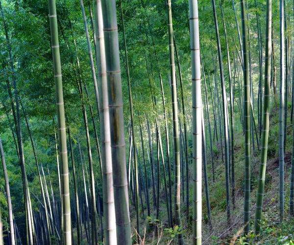 Bamboo products