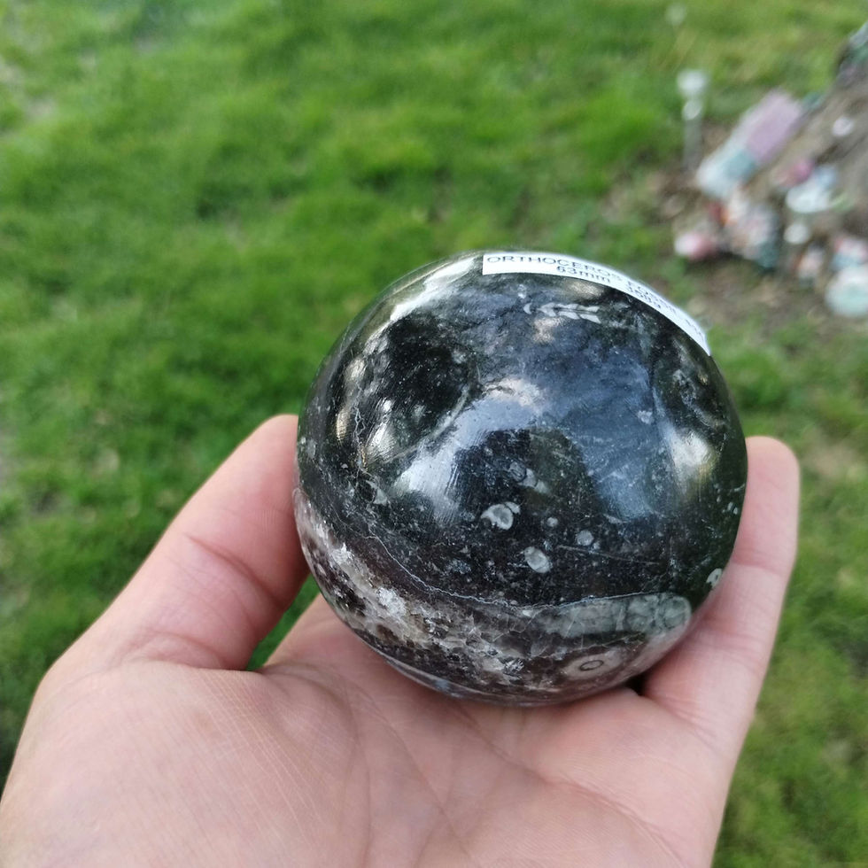 Thumbnail: Orthoceros Fossil Spheres