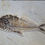 Thumbnail: Diplomystus Fish Fossil 5"