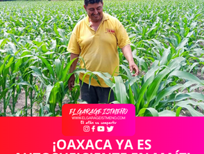 ¡OAXACA YA ES AUTOSUFICIENTE EN MAÍZ! 819 MIL TONELADAS EN 2025