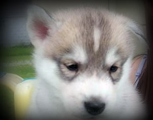 2358544250060508118s600x600q85fix