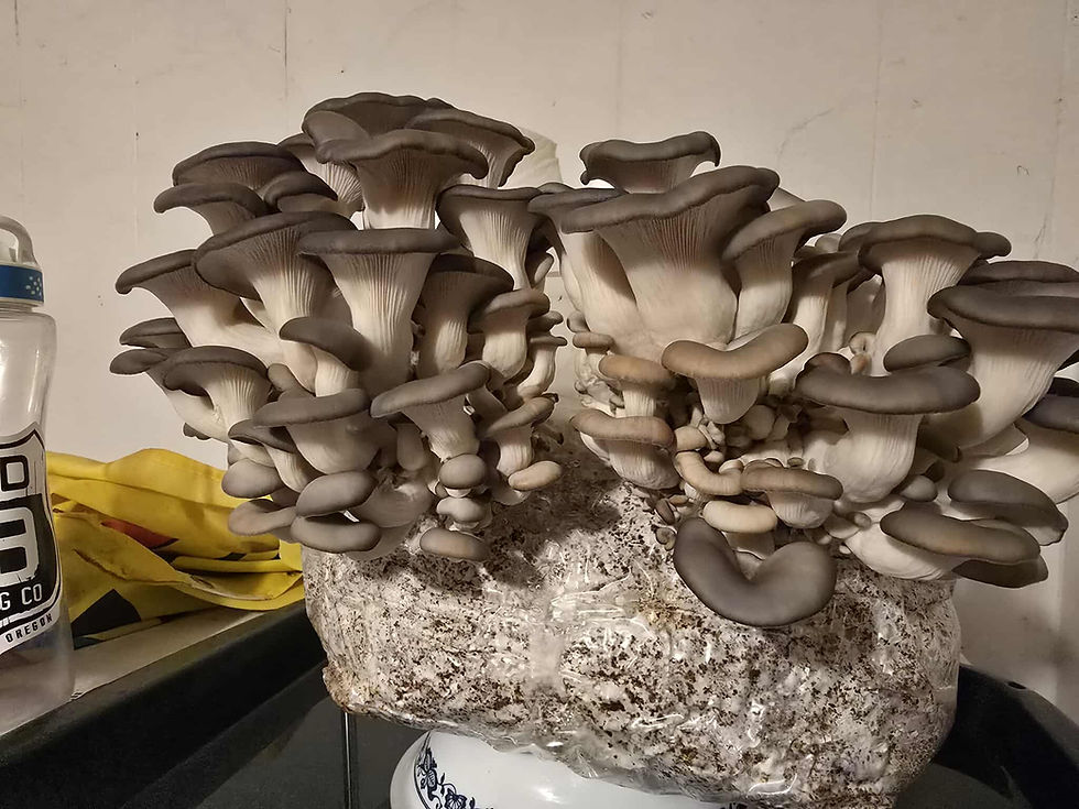 Thumbnail: 5lb grow kits