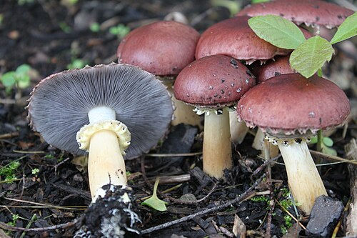 Close-up view of vibrant wine cap mushrooms growing in a shaded garden bed