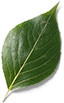 folha-2.png