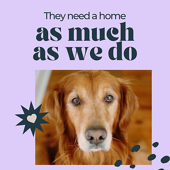 They Need a Foster Home FB Post.png