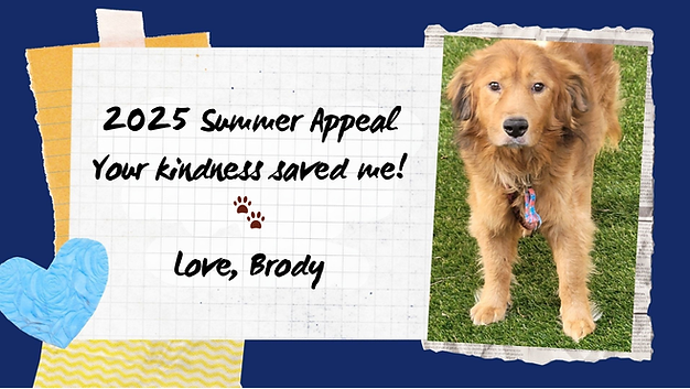 Summer Appeal 2025 Brody.png