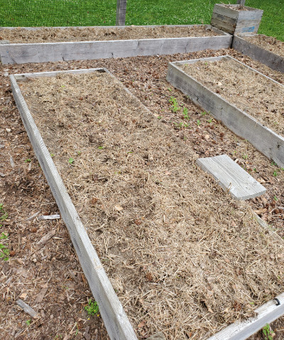 BGG plant bed before prep