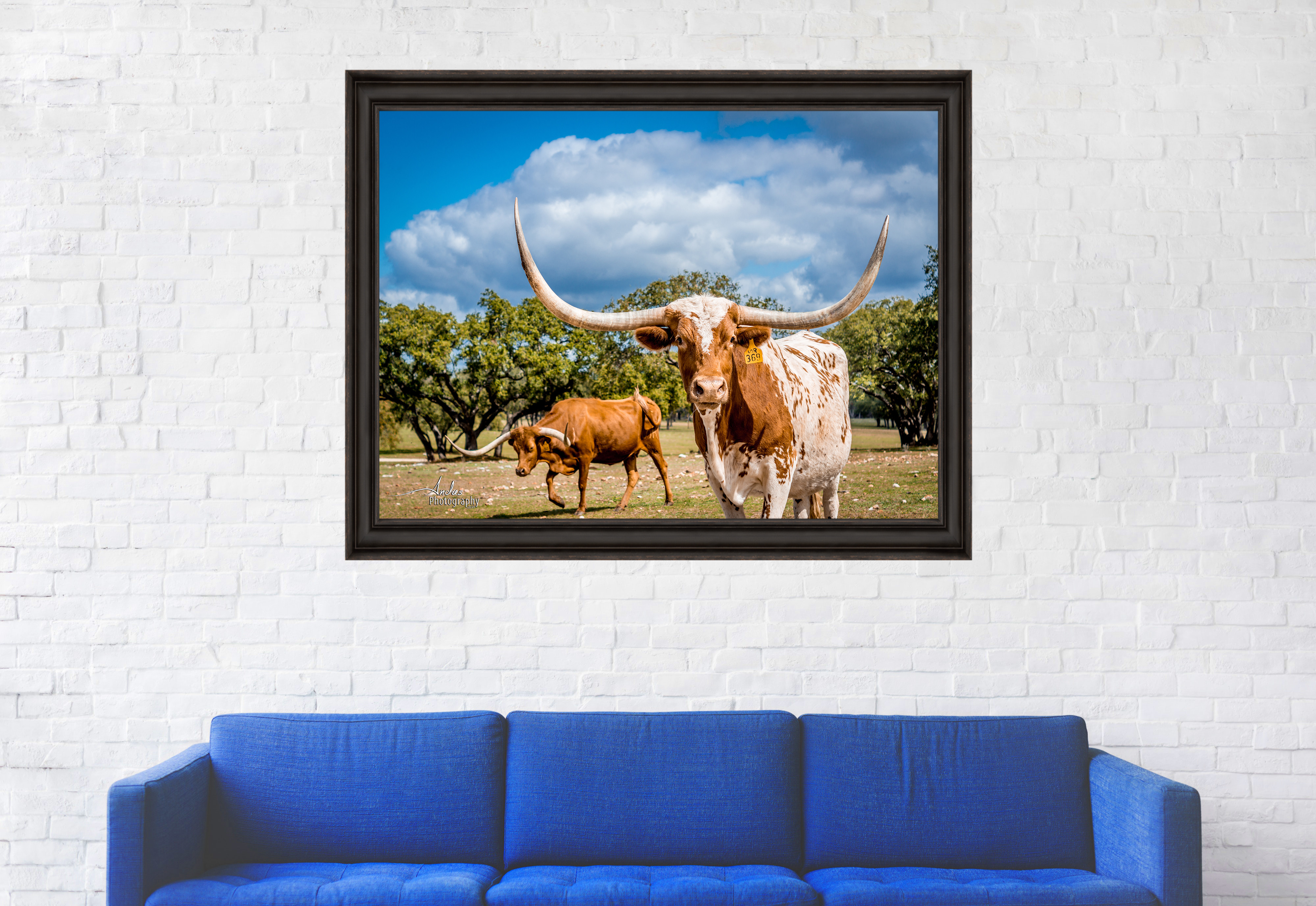 Spotted Texas Longhorns 36"x48"