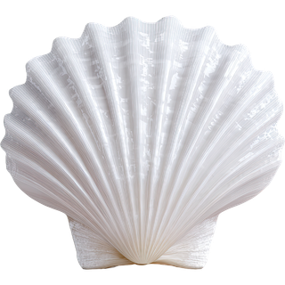 Camino shell