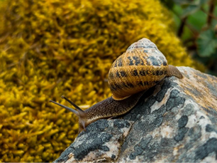 Slow pilgrim on Camino