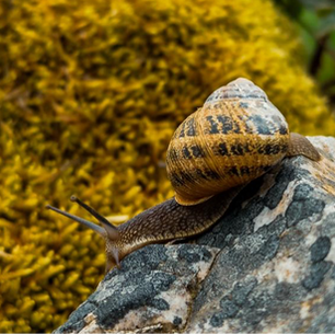 Slow pilgrim on Camino