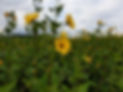 Feld mit Sonnenblumen