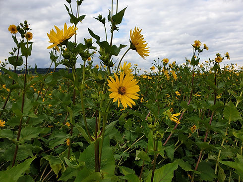 Feld mit Sonnenblumen