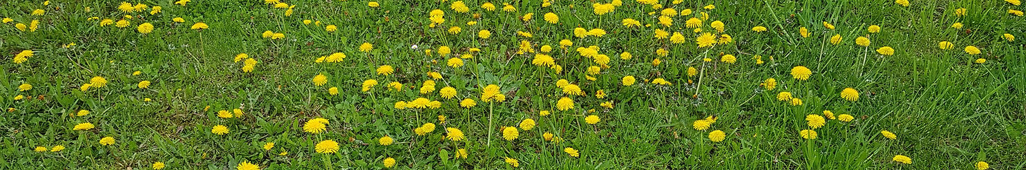 Blumenwiese mit Löwenzahnblumen