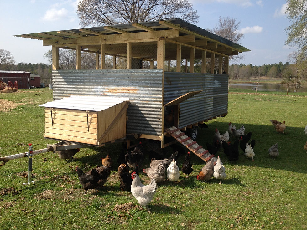 pasture raise chicken, free range chicken