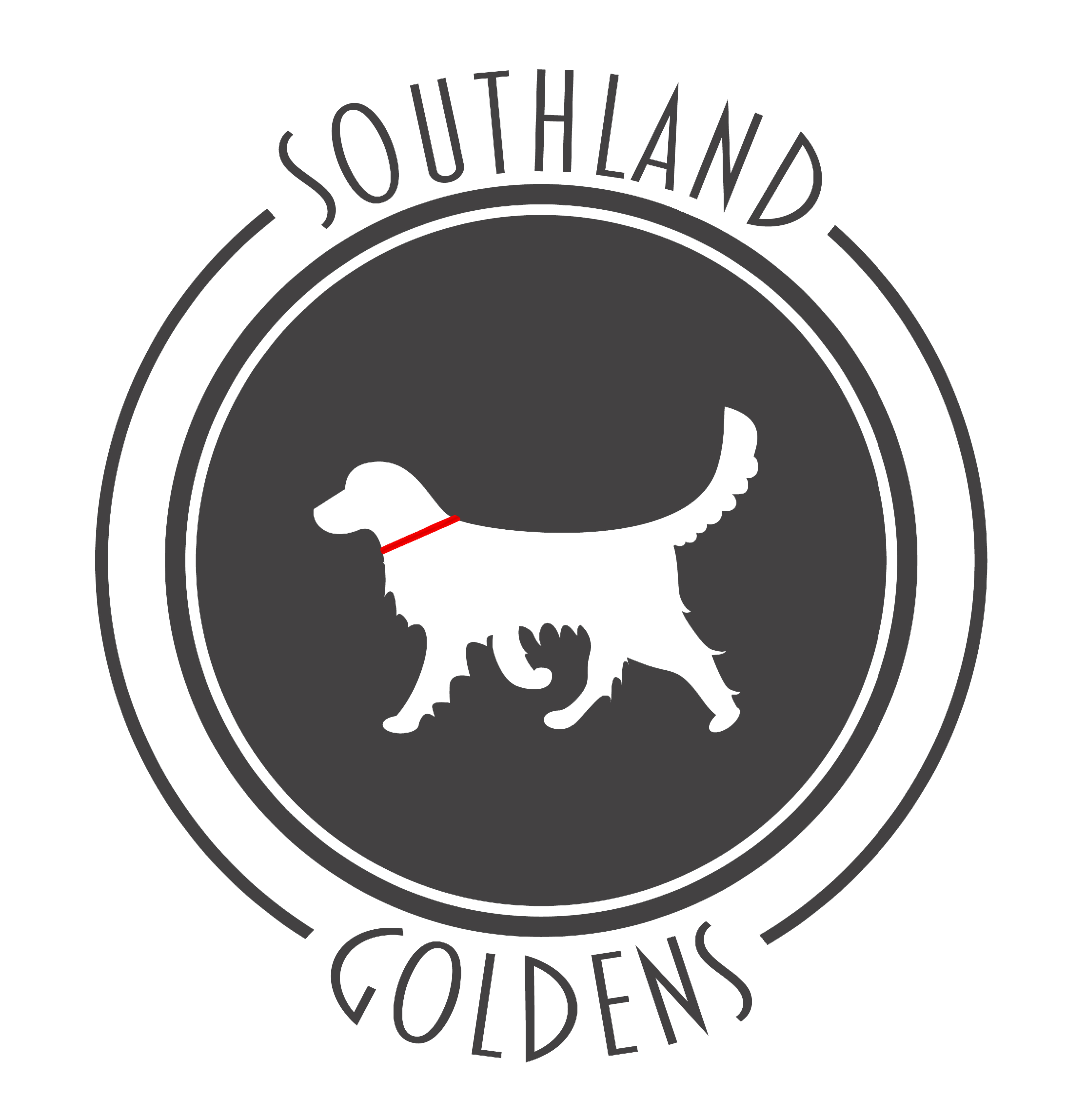 English Cream Golden Retriever