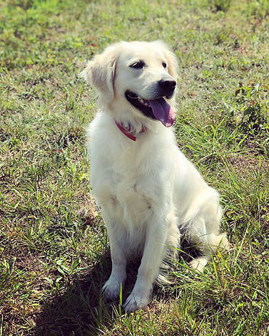 English Cream Golden Retriever Puppy