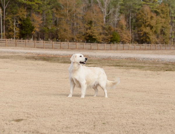 English Golden Retiever