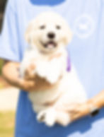 💜 Ms. Purple has a well-balanced temperament, making her a great fit for a variety of families. She’s confident and eager to please, responding well to guidance and praise. Not the most outgoing or the most laid back, she has a steady, even temperament that’s easy to connect with. Weight at 6 weeks old- 7.0lbs