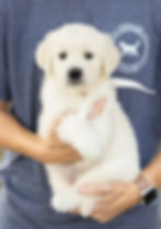 Ms. White 🤍 is an affectionate girl with a gentle, laid-back temperament. She enjoys being around people and has a naturally social personality. She stays calm in new situations and brings a peaceful energy to any space. Loving and sweet, she’s always happy to cuddle and relax by your side. At 6 weeks old she is 6.2 lbs