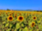 Champs de tournesol