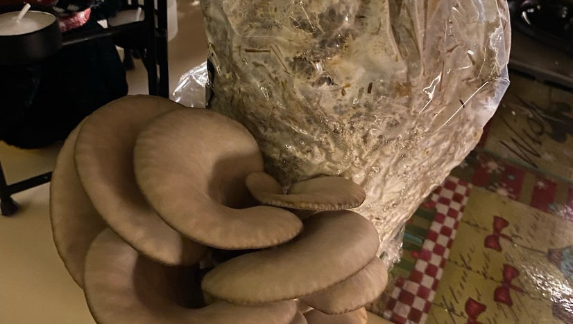 Oyster mushrooms.jpeg