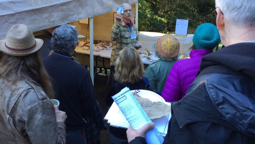 Mushroom ID Table.jpeg