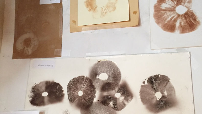 Spore Prints