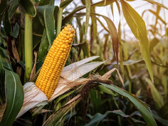 Coca-Cola’s Potential Sweetener Switch Sparks Job Fears Among U.S. Corn Refiners