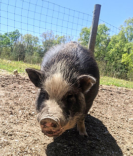 Kane mudpie meadow pig_edited.jpg
