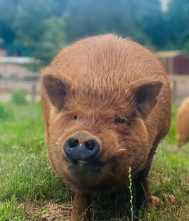 Peter, a mudpie meadow pig