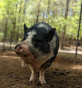 ophelia trotter trail rescue pig