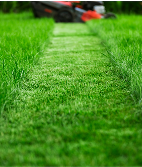 grass .PNG
