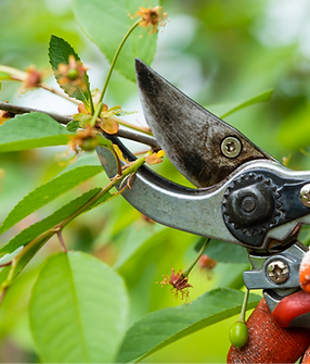 pruning.PNG