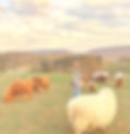 IMG_2425.jpeg