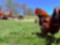 IMG_3279.jpeg