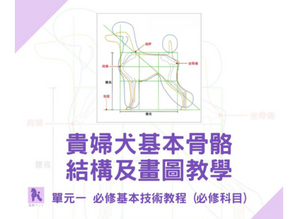 犬隻骨骼結構及畫圖教學