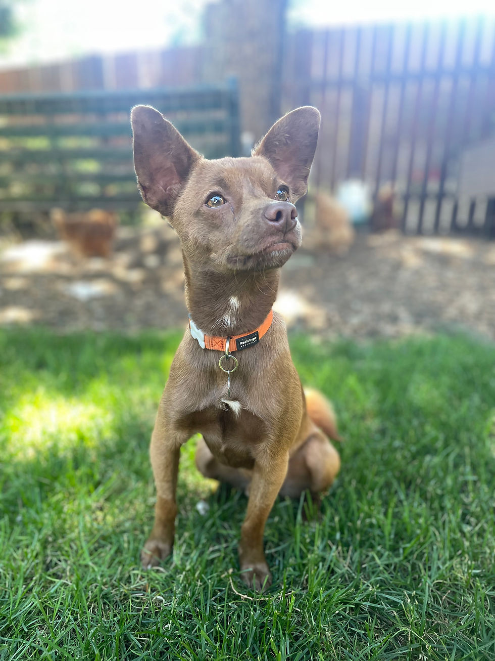Finley