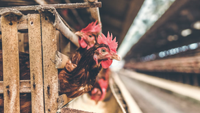 Ignored Cruelty: Unveiling the Grim World of Factory Farming