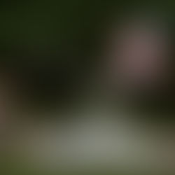 HOW TO PROPOSE IN REGENTS PARK