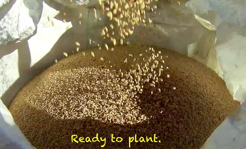 Clean Grain Ready To Plant
