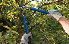 Tree Trimming A&A ladscaping.jpg