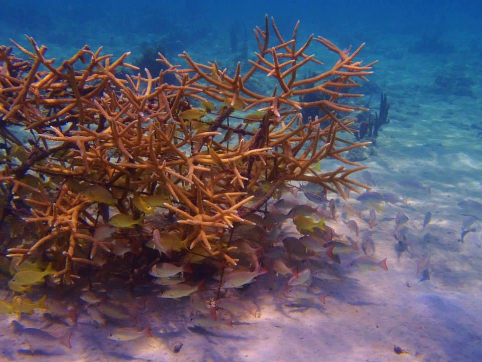Puerto Rico’s Coral Reefs and their importance on the island recovery